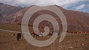 A beautiful, cinematic mountain landscape with a herd of wild horses in a meadow