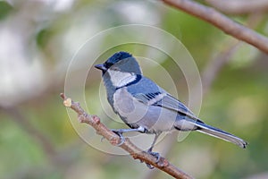 A beautiful Cinereous tit on a branch