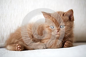 Beautiful cinnamon color british short hair kitten