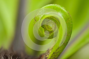 Beautiful circle Bird`s nest fern leave close up, Macro photo.