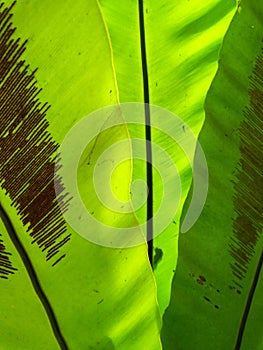 Beautiful circle Bird`s nest fern leave close up Water Drops on Fern