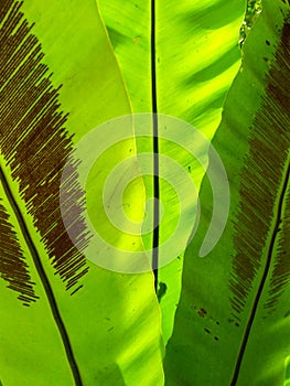 Beautiful circle Bird`s nest fern leave close up Water Drops on Fern