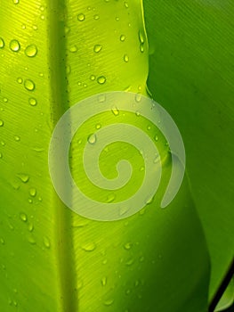 Beautiful circle Bird`s nest fern leave close up Water Drops on Fern