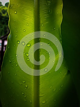 Beautiful circle Bird`s nest fern leave close up Water Drops on Fern