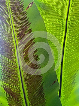 Beautiful circle Bird`s nest fern leave close up Water Drops on Fern