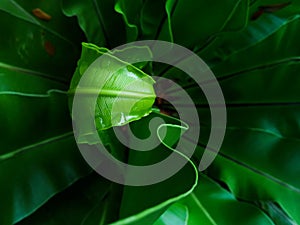 Beautiful circle Bird`s nest fern leave close up Water Drops on Fern