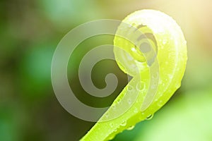 Beautiful circle Bird`s nest fern leave close up, Water Drops on Fern, Macro photo. Ferns sprout