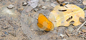 Beautiful Cirrochroa aoris butterfly in Ban Krang Camp, Kaeng Krachan National Park at Thailand