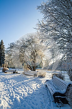 beautiful city park with trees covered with hoarfrost