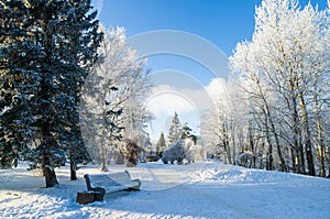 Beautiful city park with trees covered with hoarfrost