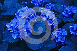 Beautiful Classic Blue hydrangeas in a pot. Cultivation of flowers