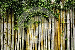 Beautiful classic vintage fence made by bamboo and climbing plants.