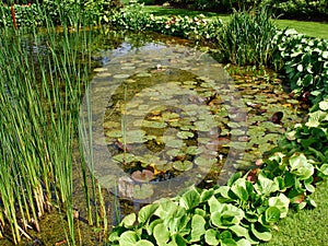 Beautiful classical design garden fish pond with water lily