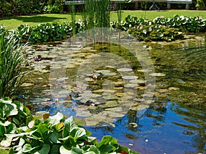 Beautiful classical design garden fish pond with water lily