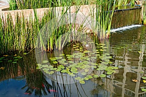 Beautiful classical garden fish pond gardening background