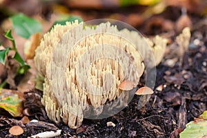 Beautiful Clavaria Ramaria formosa fruiting body on the forest floor