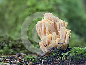 Beautiful clavaria, Ramaria formosa photo