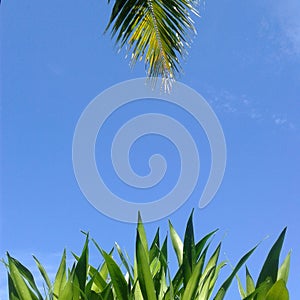 beautiful and clear blue sky with refreshing green leaves
