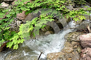 Beautiful clear floating water, Berchtesgaden