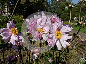 Beautiful, clear light pink flowers with narrow petals and yellow centres of Anemone \'Montrose\' flowering