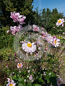 Beautiful, clear light pink flowers with narrow petals and yellow centres of Anemone \'Montrose\' flowering summer