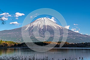 Beautiful clear sky, ducks swimming at Tanuki Lakeç”°è²«æ¹–. Fuji mountain reflections.  Fujinomiya-shi, Japan