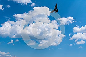 A beautiful clear white-gray clouds against a blue sky and a flying dove