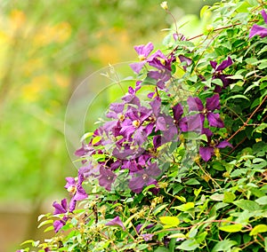 Beautiful Clematis Bush with Burgundy Flowers