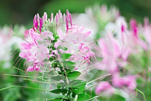 Beautiful Cleome spinosa or Spider flower in the garden.