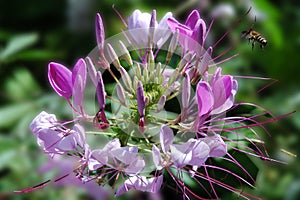 Blossom of a pink spiny spider flower