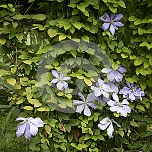 The beautiful climbing plant Clematis. Bush of Lilac clematis Flower close-up. Clematis Vine