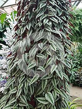 Beautiful climbing tropical plant of Cissus Discolor with variegated leaves