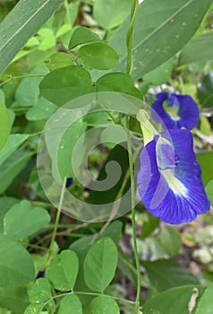 Beautiful Clitoria ternatea Creepers With Flowers.