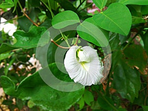 Beautiful Clitoria ternatea flower is blooming