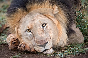 A beautiful close-ip portrait of a male lion lying on the ground