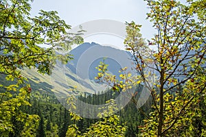 A beautiful close look at the tree in montains. Mountain landscape with natural trees in forest.