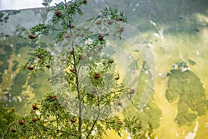 A beautiful close look at the tree in montains. Mountain landscape with natural trees in forest.