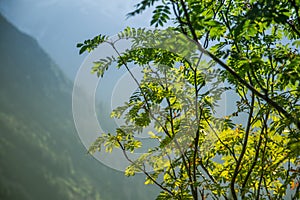 A beautiful close look at the tree in montains. Mountain landscape with natural trees in forest.