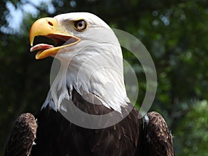 Beautiful close up american eagle, bald eagle, sea eagle. leucocephalus, sharp eye, head and portrait, beak open, macro