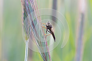 Beautiful close up of Asilus crabroniformis