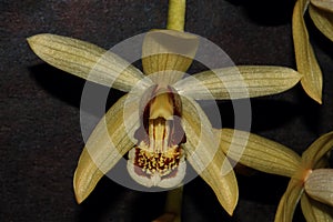 Beautiful close up of beige orchid flower.