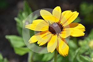 Beautiful Close Up of a Black Eyed Susan Flower