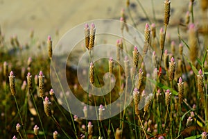 Beautiful close up of bladygrass during the morning known as Imperata cylindrica.