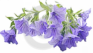 A beautiful close-up of a bouquet of Canterbury bells in full bloom against a white background,