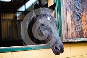 beautiful close up of brown horse with white stripe on muzzle in his stable