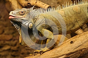 A beautiful close-up of a brown iguana