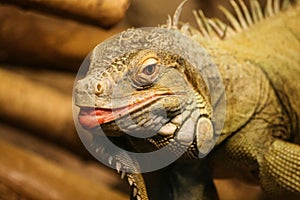 A beautiful close-up of a brown iguana
