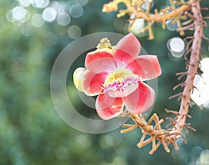 Beautiful close-up of Cannonball flowers, Couroupita guianensis.