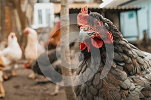 Beautiful close-up chicken on home farm. Livestock, housekeeping organic agriculture concept. Hen with red scallop