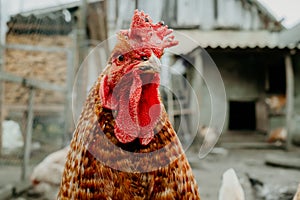 Beautiful close-up chicken on home farm. Livestock, housekeeping organic agriculture concept. Hen with red scallop